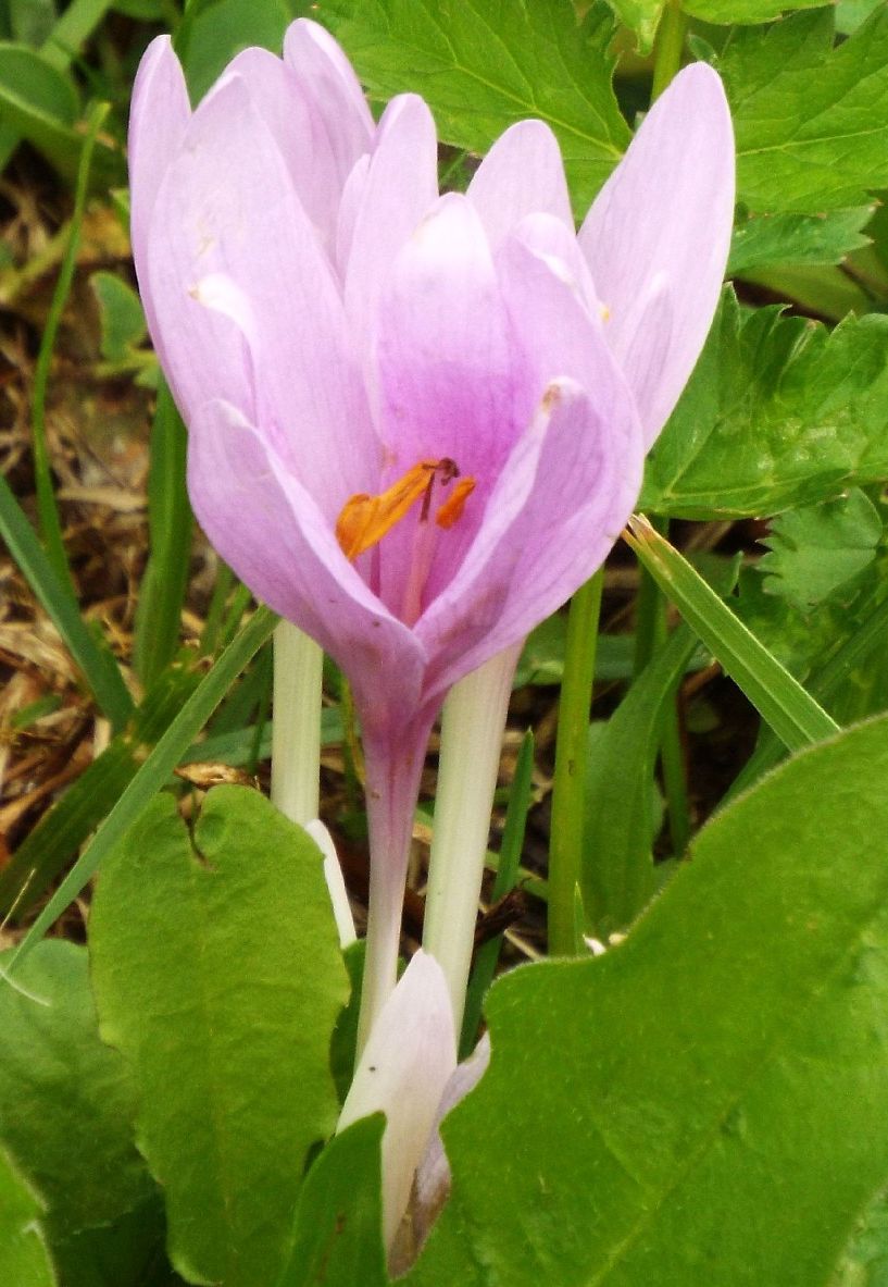 Colchicum alpinum? No, Colchicum autumnale (Liliales-Colchicaceae)